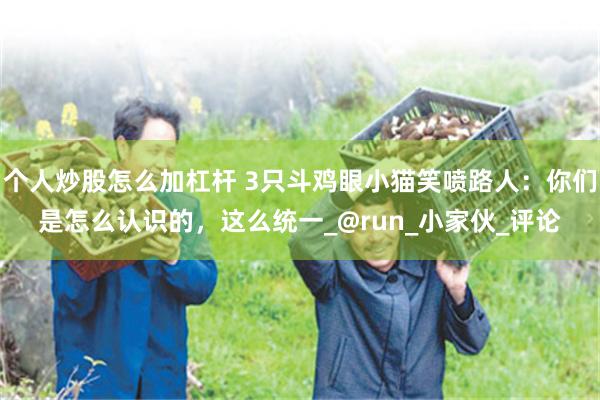 个人炒股怎么加杠杆 3只斗鸡眼小猫笑喷路人：你们是怎么认识的，这么统一_@run_小家伙_评论