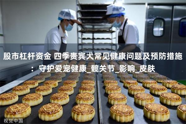 股市杠杆资金 四季贵宾犬常见健康问题及预防措施：守护爱宠健康_髋关节_影响_皮肤